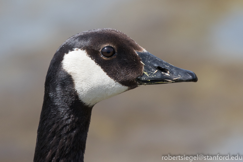 Anatidae: Ducks, Geese, Swans, Teal, Mergansers, Goldeneyes, Scoters,  Wigeons