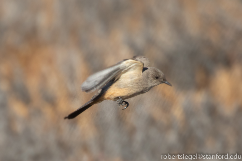 Televandalist — A bird in the hand…