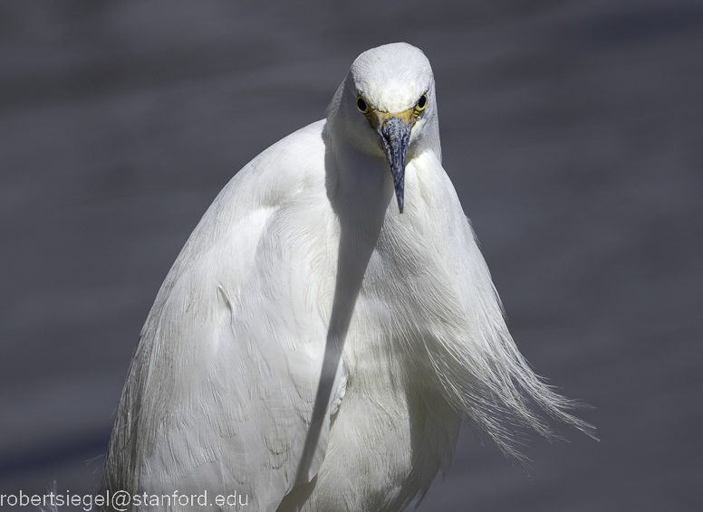 Egret Bird Facts  Ardea alba, Bubulcus ibis, and others - A-Z Animals