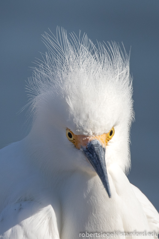 Snowy Egret (Birds of the Alameda Shoreline ) · iNaturalist