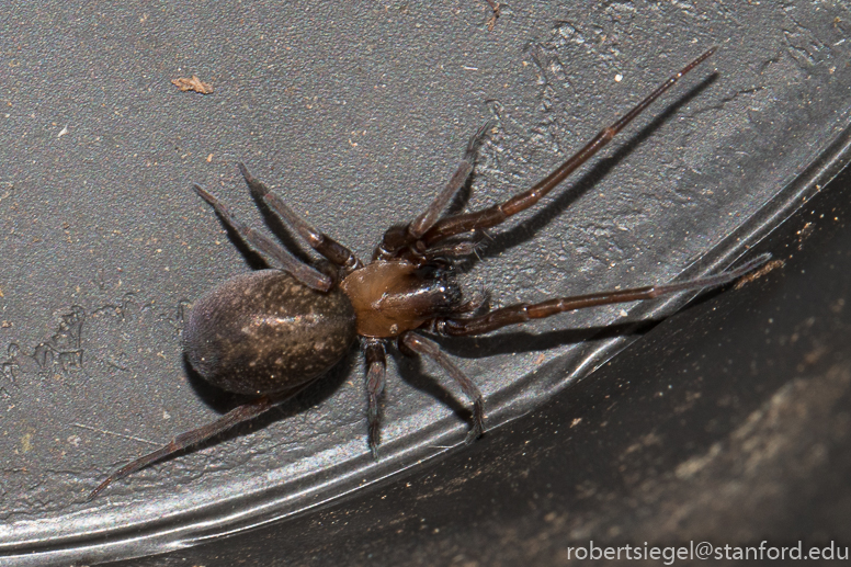 Dark spider with white line down the back - Eriophora ravilla 