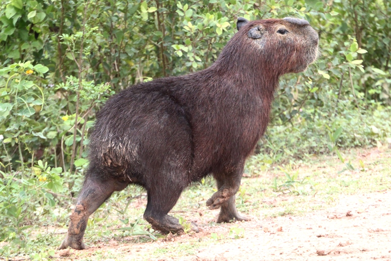 3dRose Brazil, Pantanal A capybara walking proudly. - Key Chains, 2.25 by  2.25-inch, set of 2