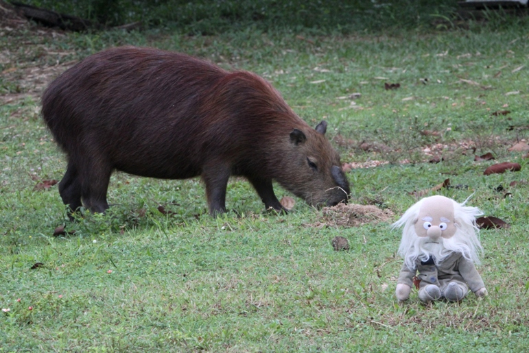 ProChessLeague on X: The Brazil Capybaras lead by a point after the first  round. #ProChess  / X