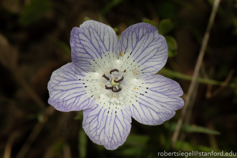 Nemophila 'Baby Blue Eyes' - The Diggers Club