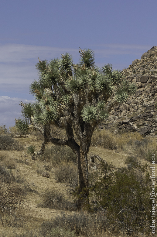 HABITATS: Wildflower Hunting in the Sand Dunes — Superfolk