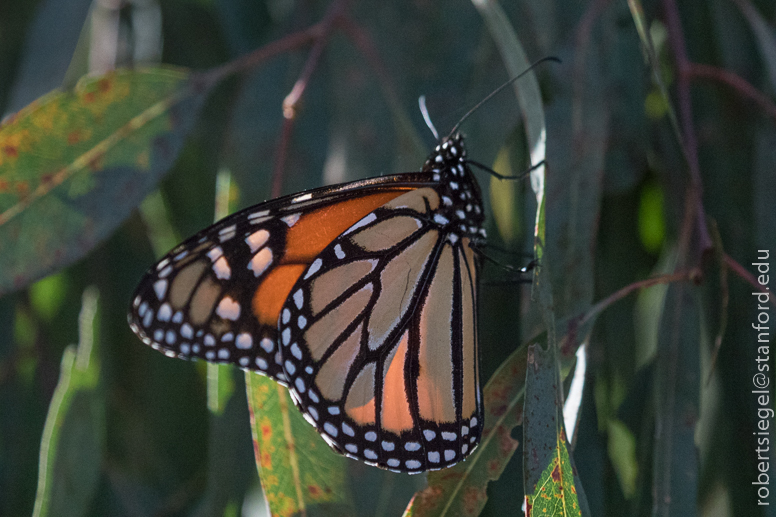 🔥 looking butterfly I took a pic off. Got a built in straw for a face :  r/NatureIsFuckingLit