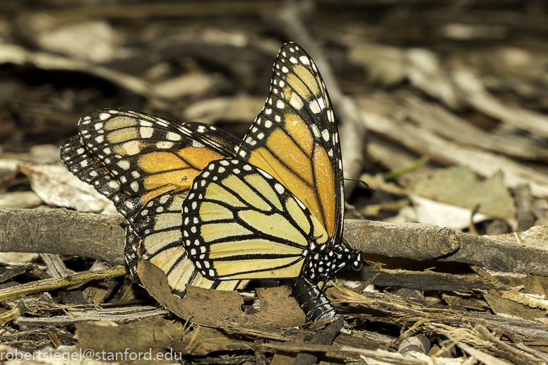 🔥 looking butterfly I took a pic off. Got a built in straw for a face :  r/NatureIsFuckingLit