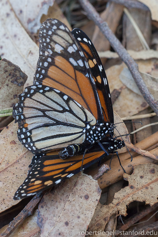 Monarch butterfly (Danaus plexippus) - JungleDragon