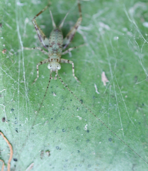 Cricket Hopper