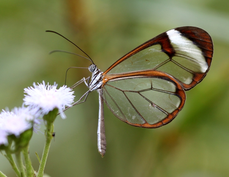 butterfly