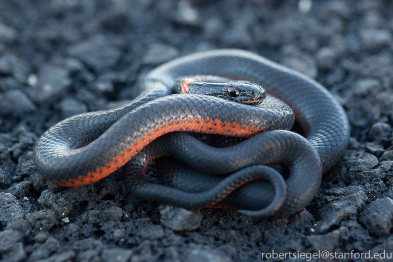 Ring-necked snake - Wikipedia