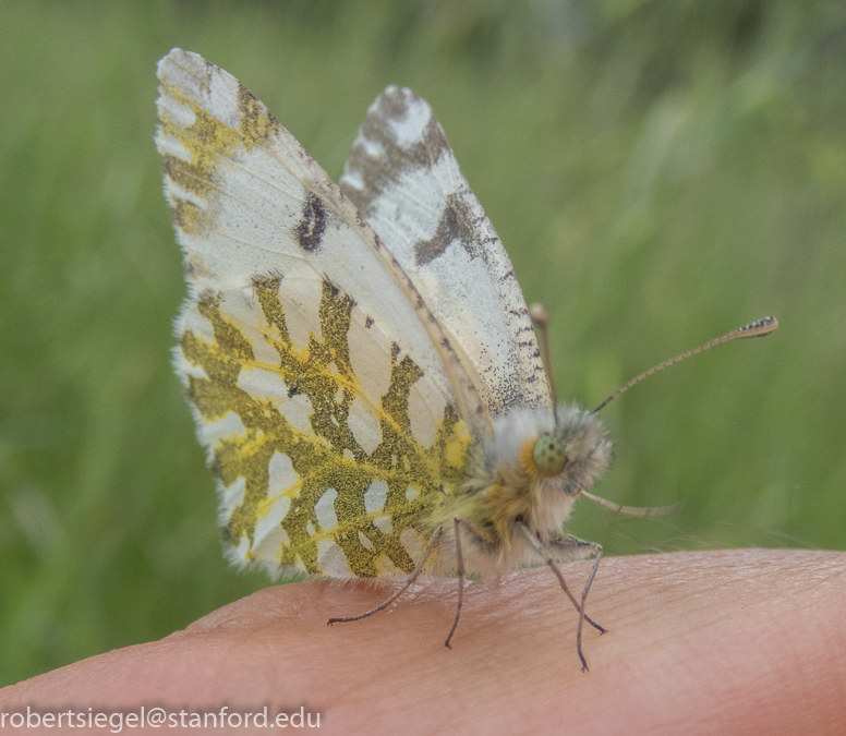 Butterflies of New Mexico: The Whites (Pieridae II: Pierinae) – Pajarito  Environmental Education Center