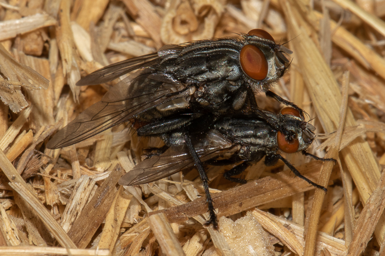 What are flesh flies?