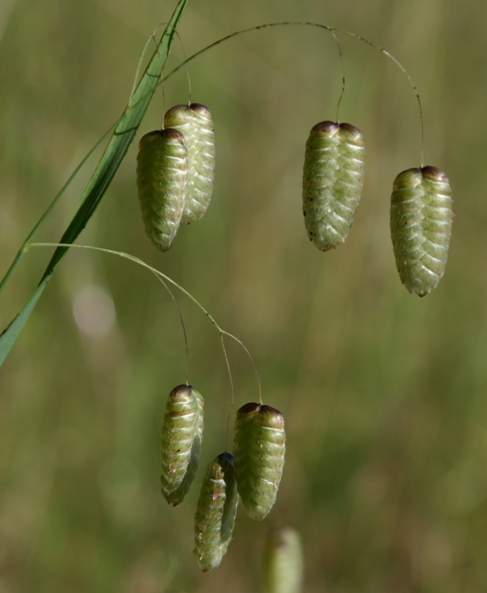 rattlesnake grass
