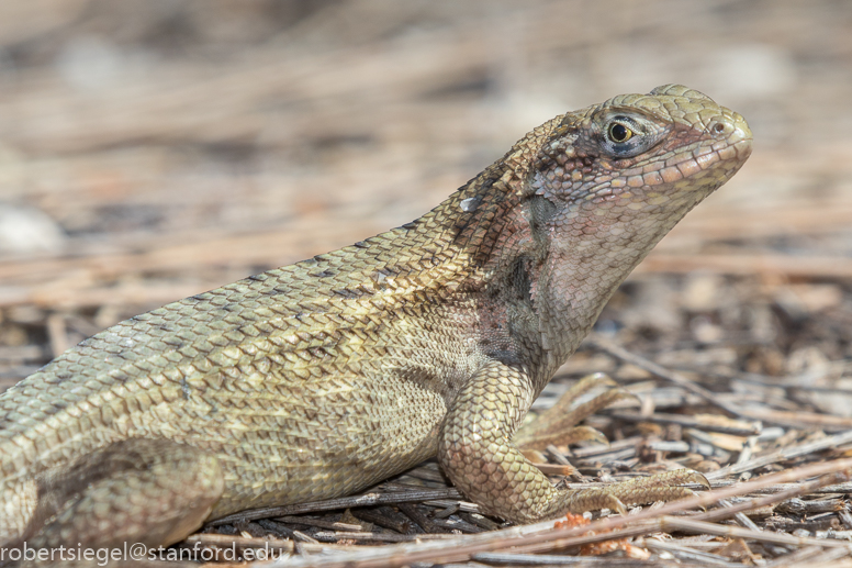 Curly-tailed Lizards