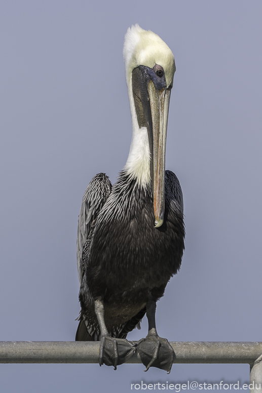 Brown Pelican - Birds