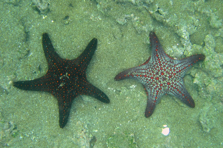 green sea star