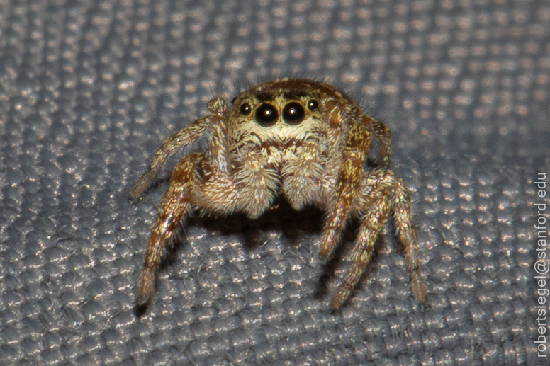 Jumping spiders