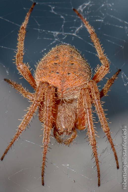 big hairy spider with striped legs - Araneus 