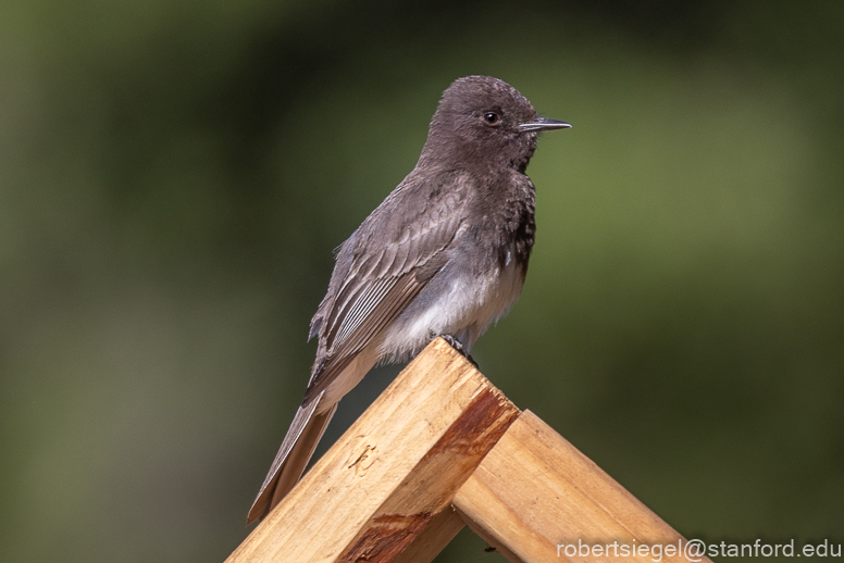 Televandalist — A bird in the hand…