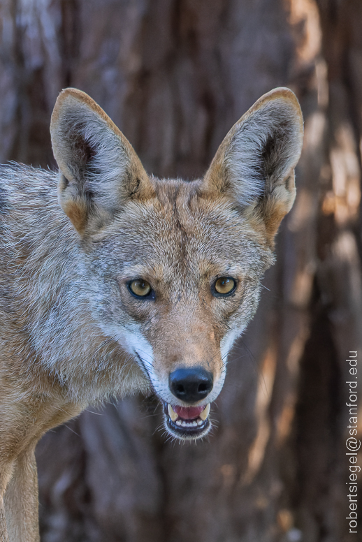 Canis latrans (Coyote)