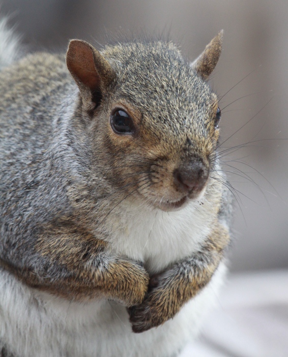 Pictures of Squirrels, Squirrel Photos