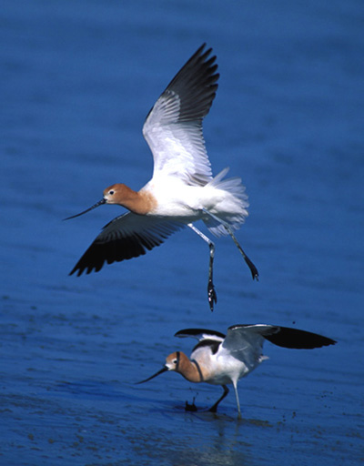 Avocet Picture