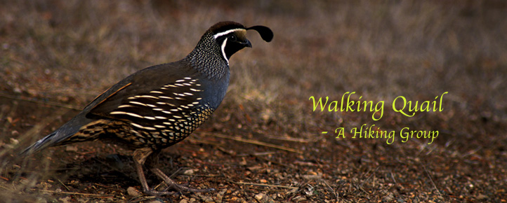 Califorinia Quail Picture