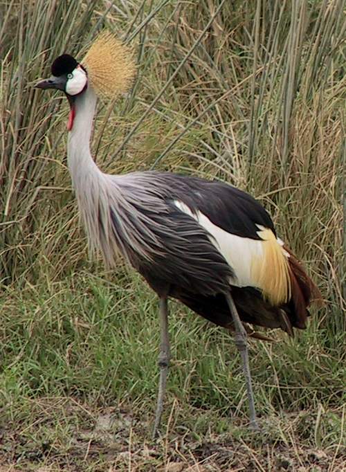 crownedcrane