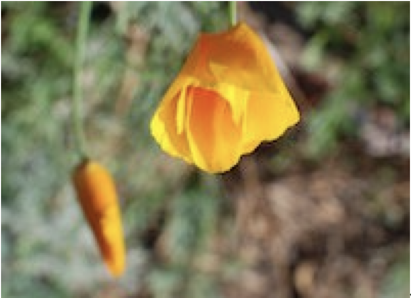 An upside down poppy