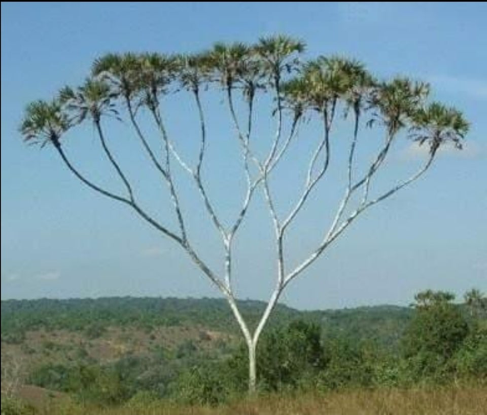 A real binary tree