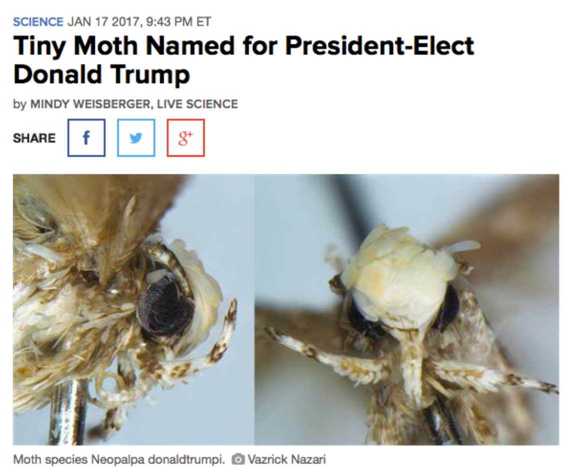 A Wikipedia article showing a moth named after Donald Trump, called "Neopalpa Donaldtrumpi", because the moth has a shock of yellow hair