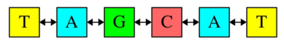 DNA sequence is connected as follows: TAGCAT