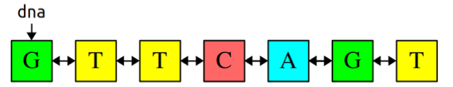 The dna points points to the first node in the sequence, D. The DNA sequence is connected as follows: GTTCAGT