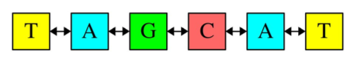 The DNA sequence is connected as follows: TAGCAT