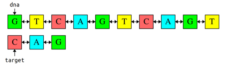 There are 2 strands of DNA. The pointer dna points to the first strand, which is as follows: GTCAGTCAGT. The target pointer points to the second strand, which is: CAG.