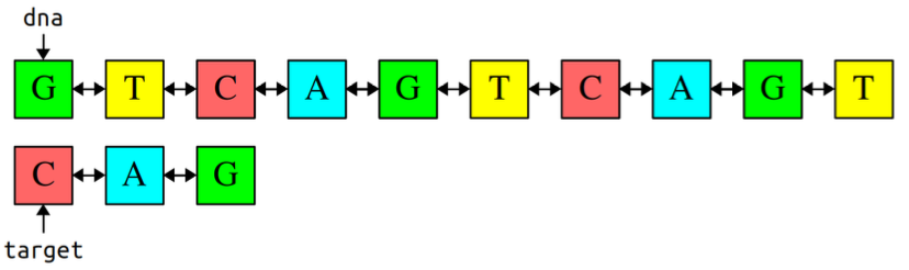 There are 2 strands of DNA. The pointer dna points to the first strand, which is as follows: GTCAGTCAGT. The target pointer points to the second strand, which is: CAG.