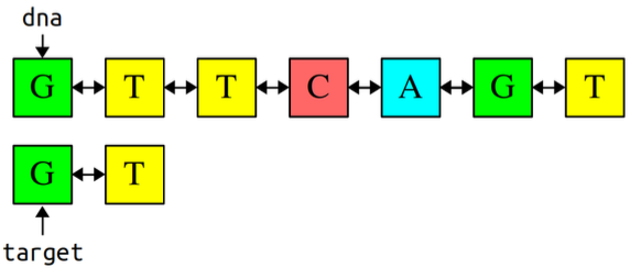 There are 2 strands of DNA. The pointer dna points to the first strand, which is as follows: GTTCAGT. The target pointer points to the second strand, which is: GT.