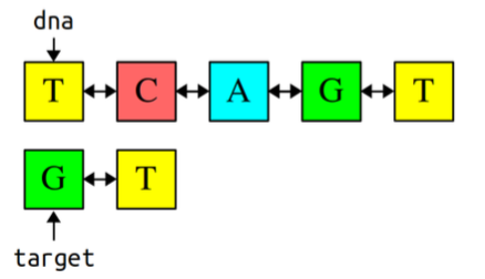 There are 2 strands of DNA. The pointer dna points to the first strand, which is as follows: TCAGT. The target pointer points to the second strand, which is: GT.