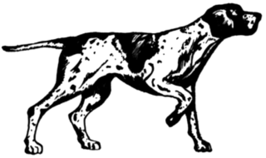 An image of a pointer breed of dog