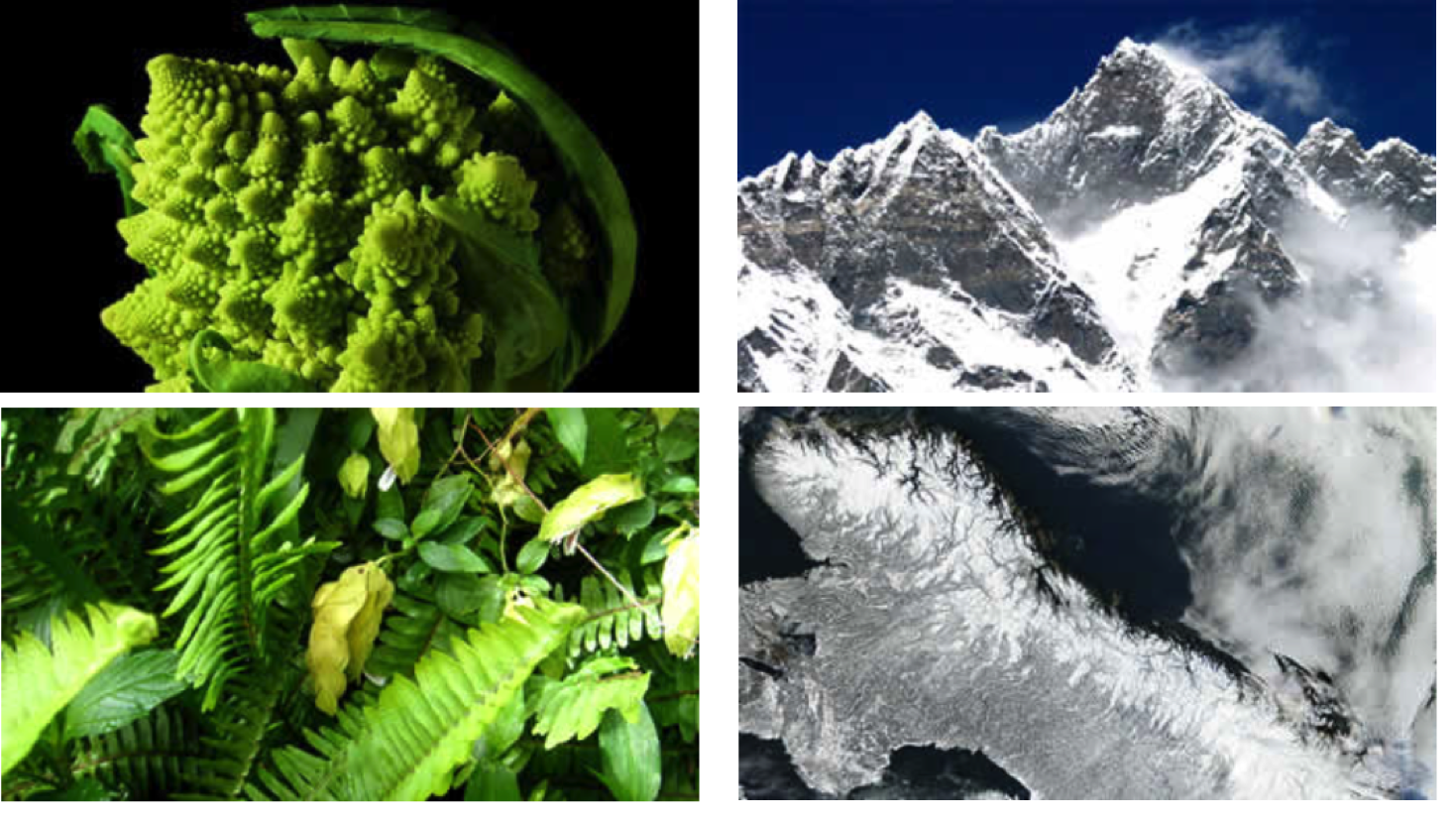 Images of a broccoli-like plant, a fern, a snow-covered mountain, and a coastline -- all examples of natural fractals