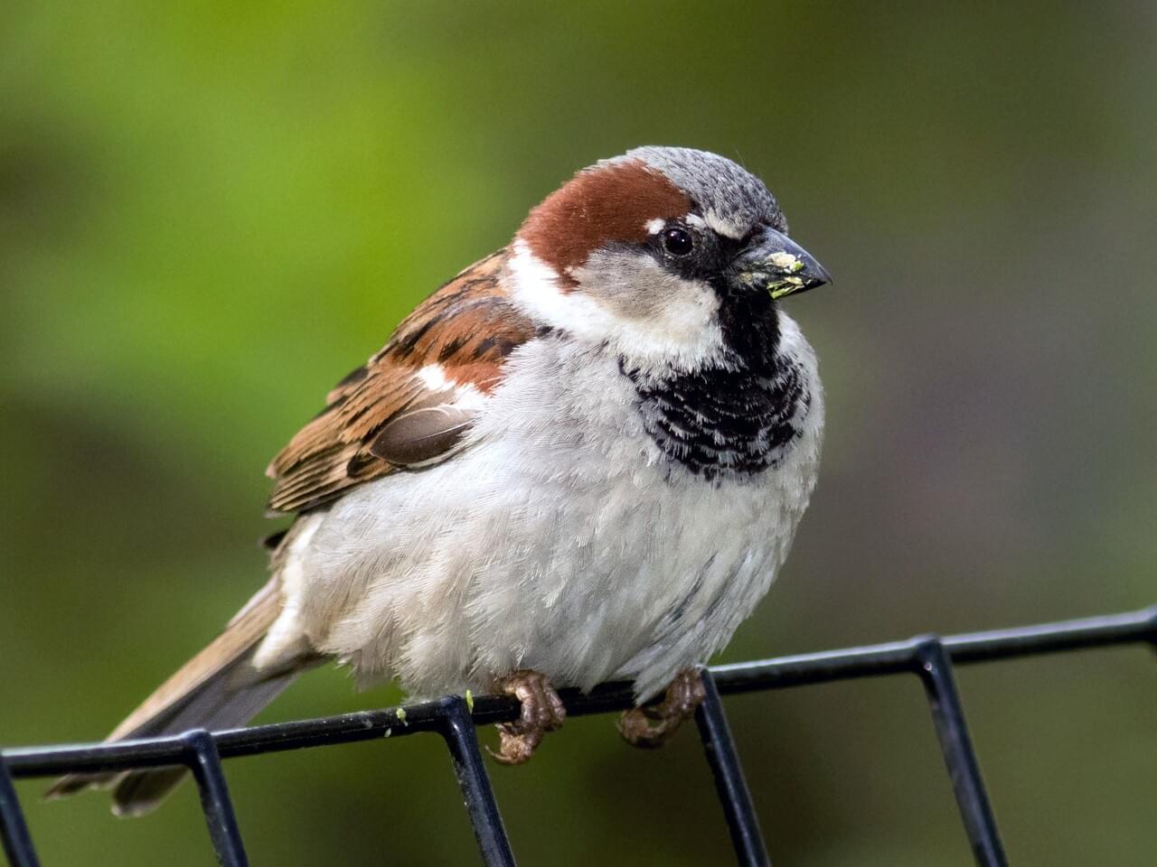 and House Sparrows