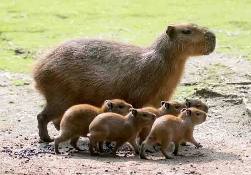 capybara_pic