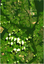 alt: rainforest with clouds