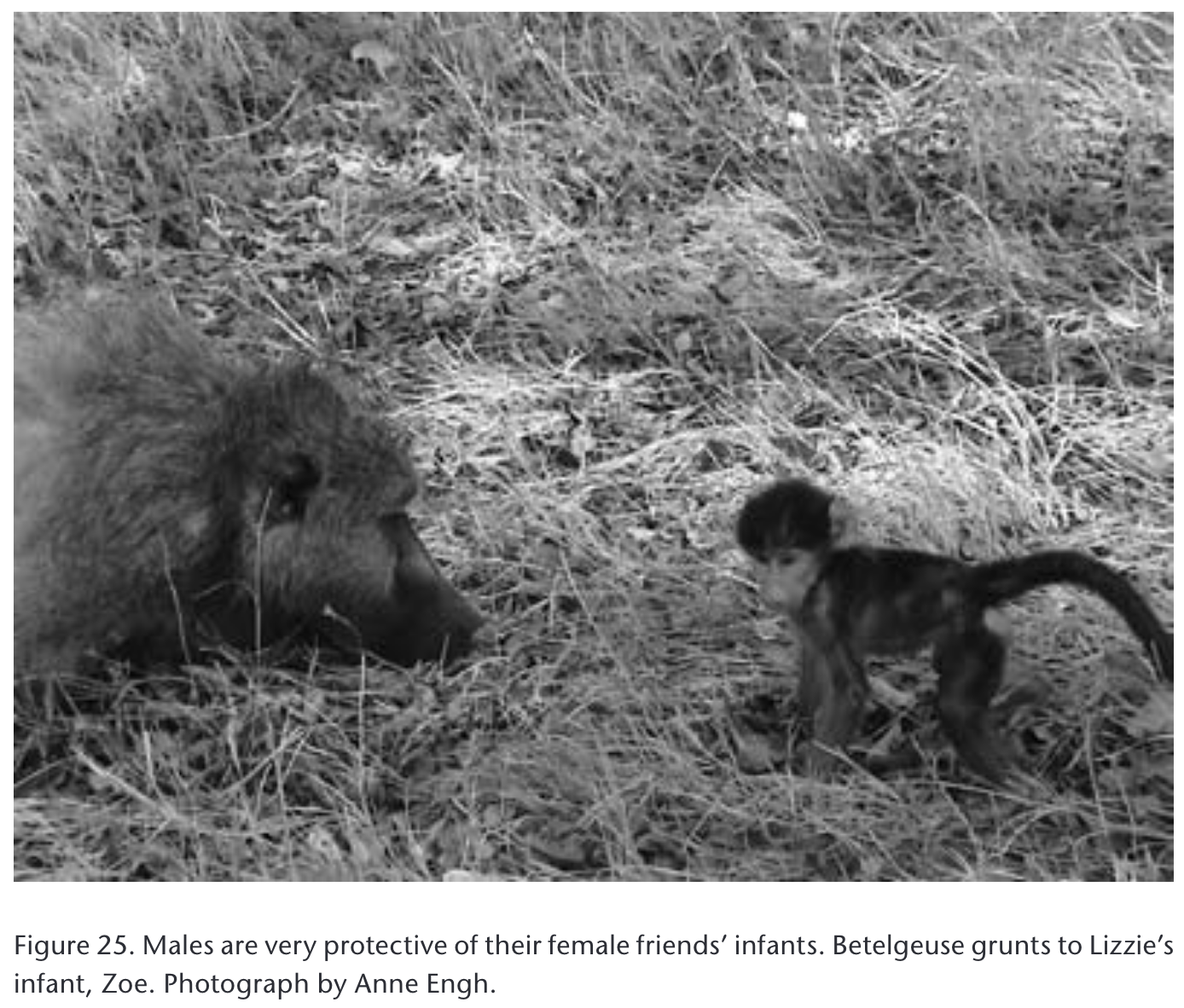 Male baboons are very protective of their female friends’ infants. Betelgeuse grunts to Lizzie’s infant, Zoe.
