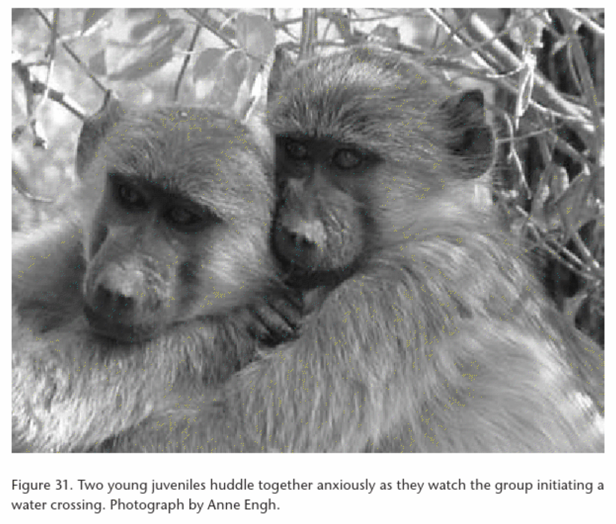 Two young juvenile baboons huddle together anxiously as they watch the group initiating a water crossing.