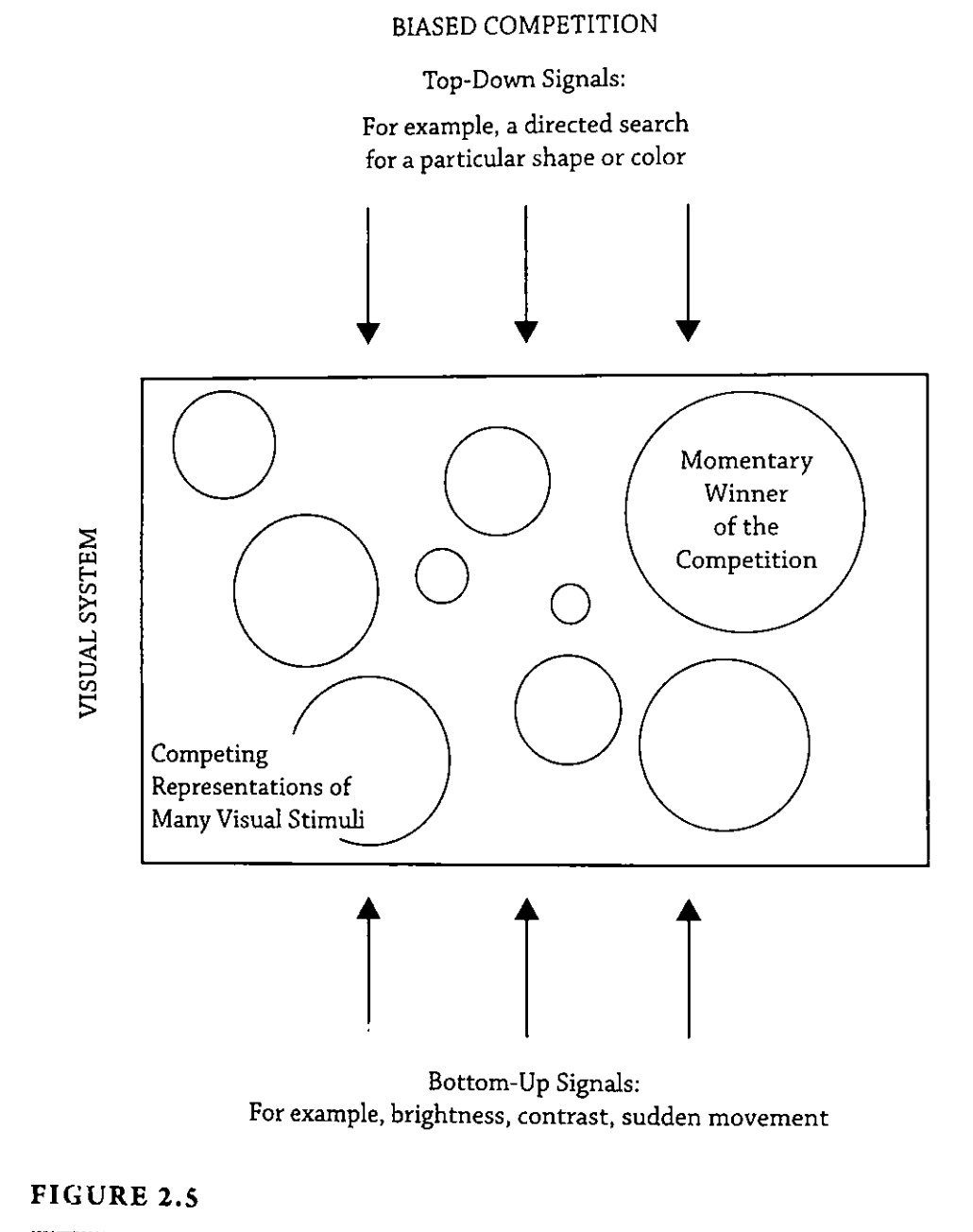A diagram showing the attention schema theory of consciousness.