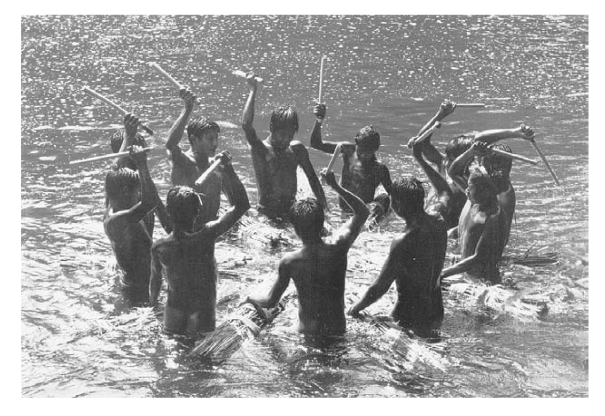 during the dry season in central Brazil, Kayapó men wade into the shallow currents of the Xingu river where they release a fish poison by beating bundles of a plant called timbo. stunned or suffocated by the timbo sap, fish float to the surface and are easily gathered by women and children who wade in with baskets at the water’s edge. such high-value food sources were out of reach of our prehominin ancestors but became accessible once hominins with stone-age technologies began to understand one another’s goals well enough to coordinate complex activities.