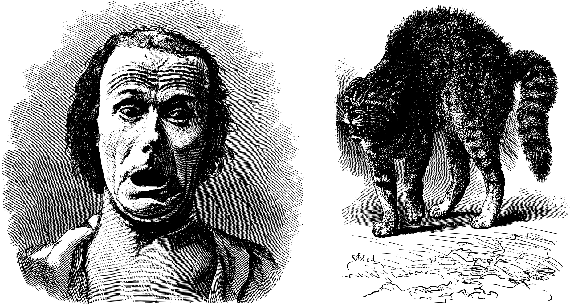 Charles Darwin, *The Expression of the Emotions in Man and Animals*, 1872