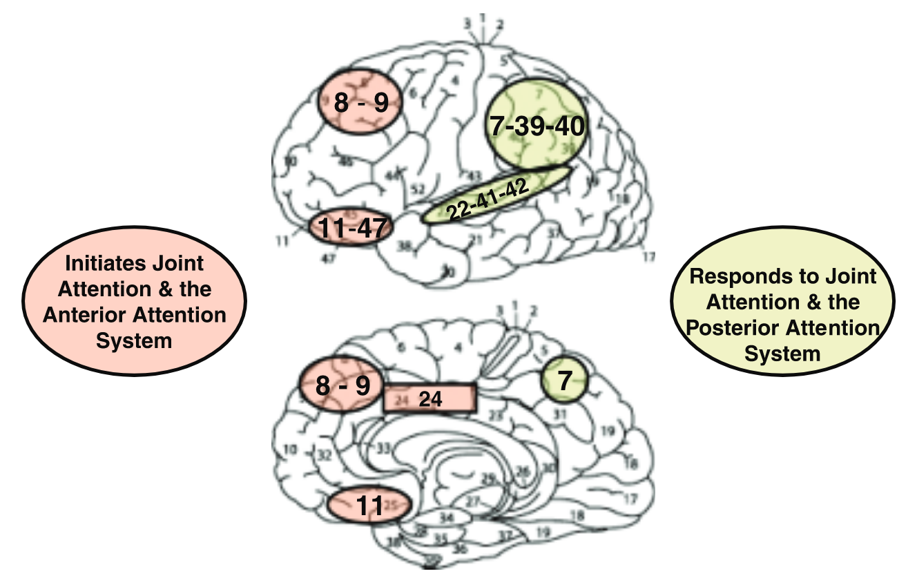Lateral (side) and medial (interior) areas of the cerebral cortex associated with initiating joint attention and the anterior attention system. These include Brodmann areas 8 (frontal eye fields), 9 (prefrontal association cortex), 24 (dorsal anterior cingulate), and 11 and 47 (orbital prefrontal association cortex). Those regions associated with the Responding to Joint Attention and the posterior attention system include areas 7 (posterior parietal association area); 22, 41, and 42 (superior temporal cortex); and 39 and 40 (parietal, temporal, and occipital association cortices).